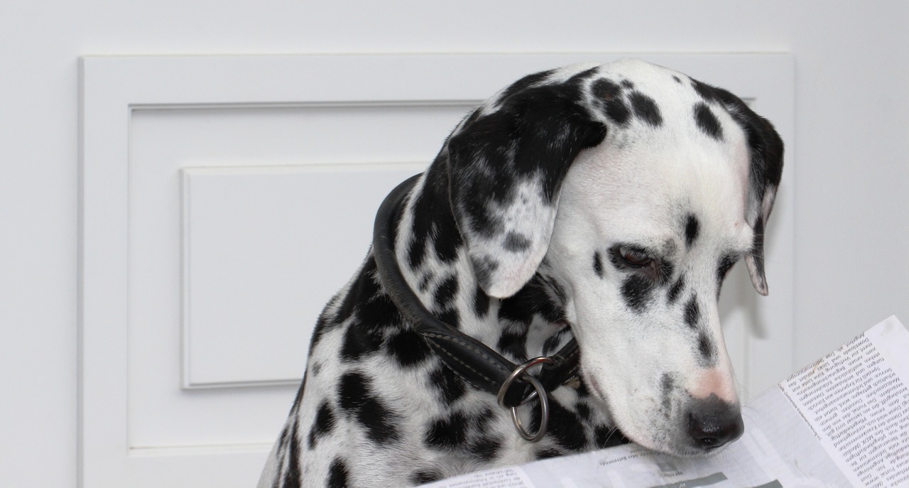 Image - dalmatians dog news animal read