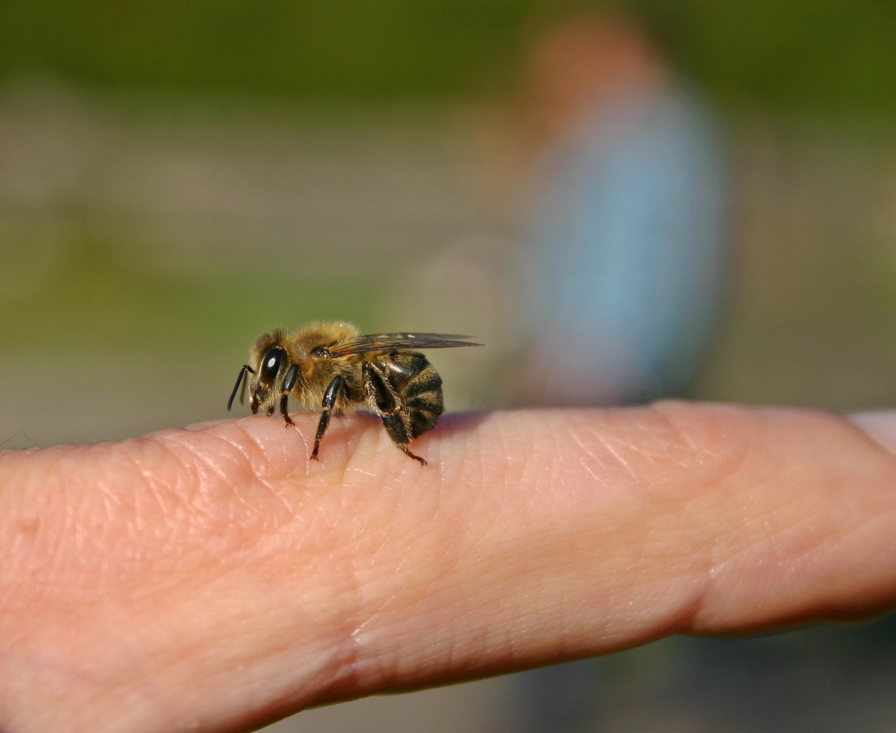 Image - bee honey bee insect finger hand