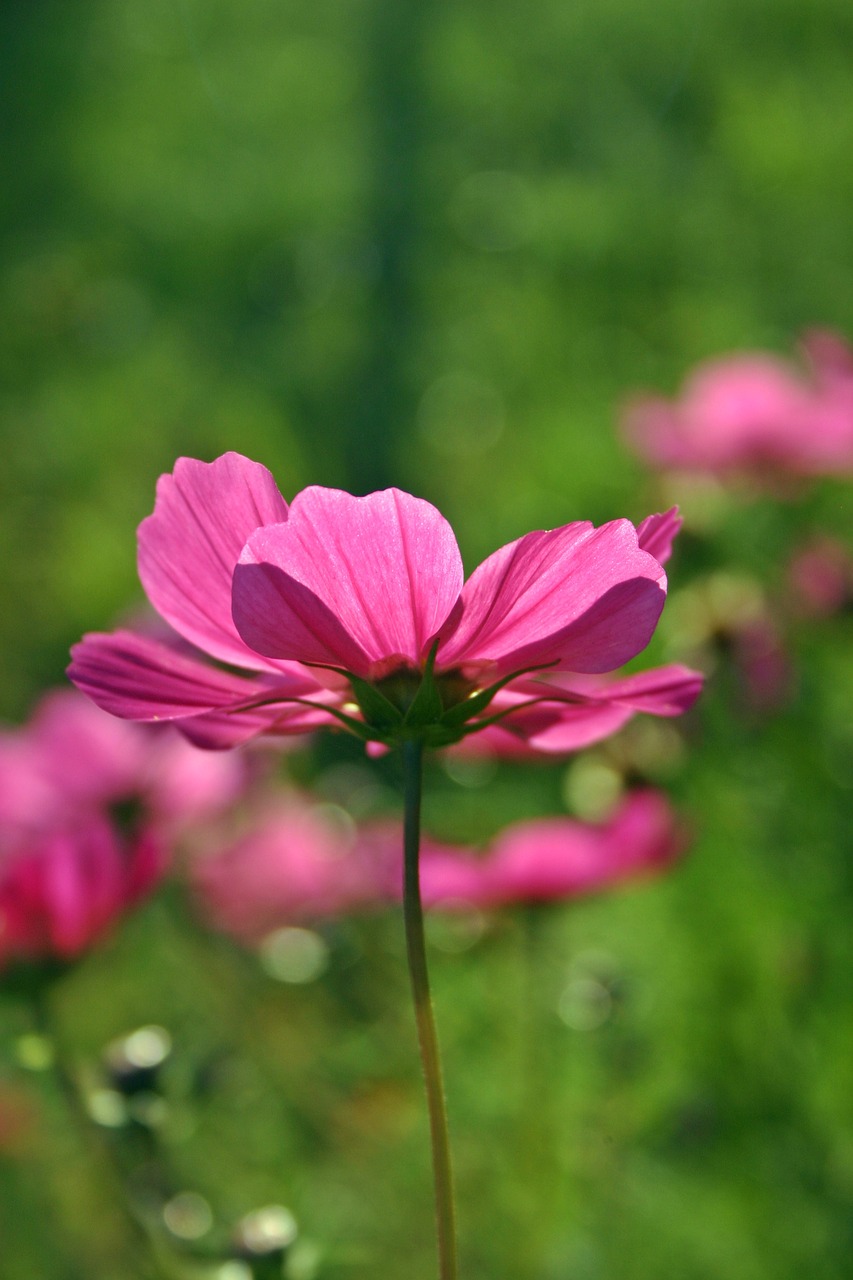 Image - cosmea flower blossom bloom