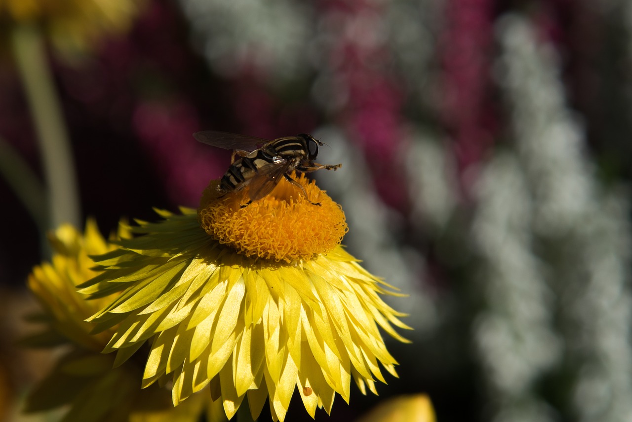 Image - wasp flower summer macro bug