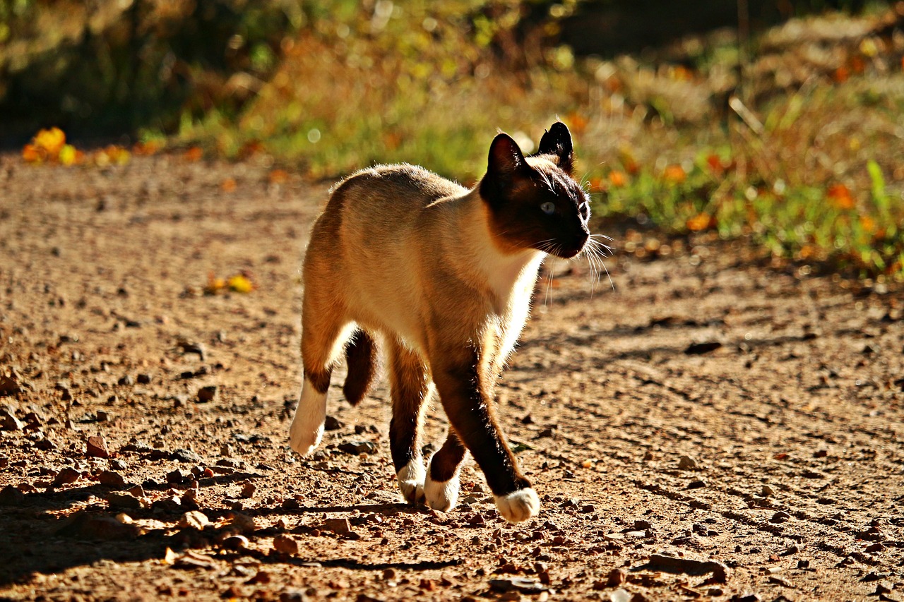 Image - cat mieze siam breed cat siamese