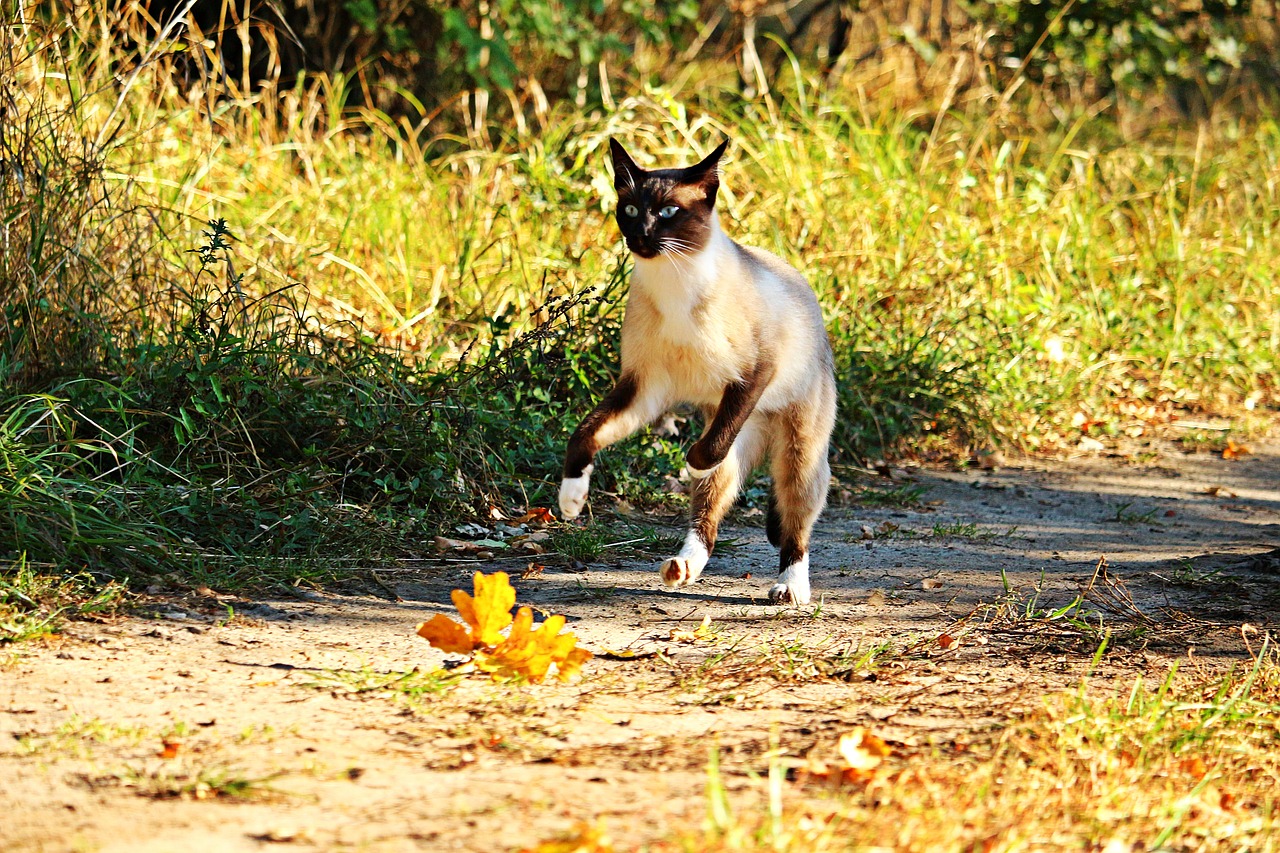 Image - cat mieze siam breed cat siamese