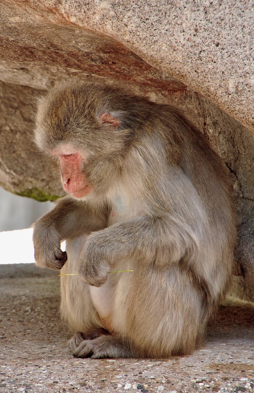 Image - monkey wilhelma stuttgart germany