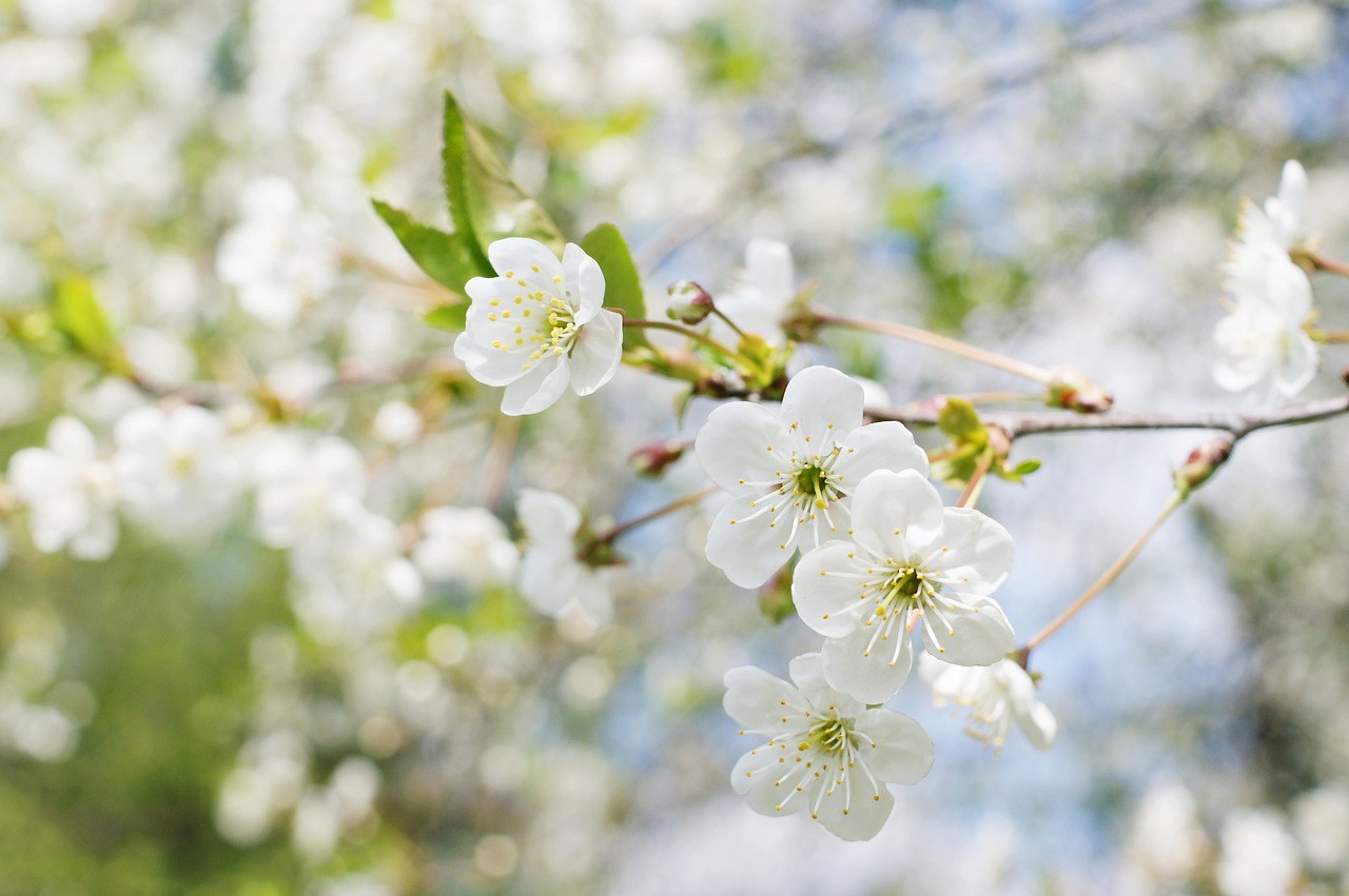 Image - spring tree sunny nature foliage