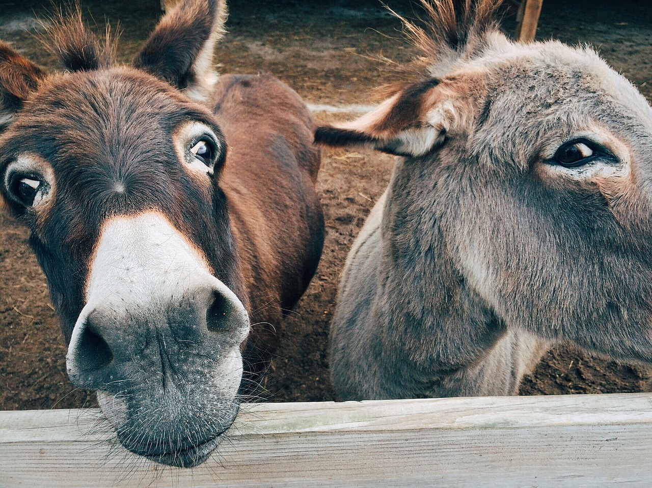 Image - donkey farm animal ass