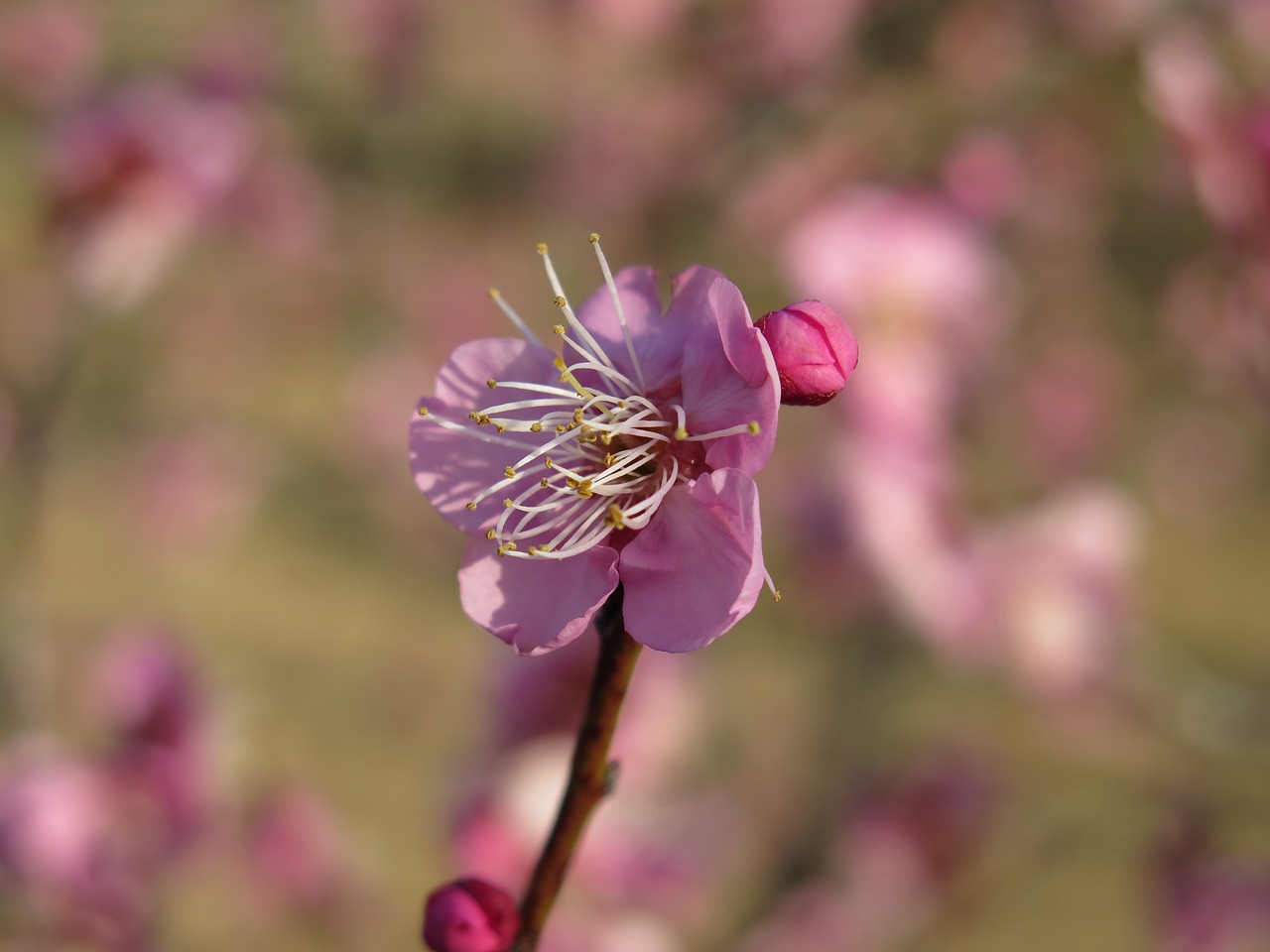 Image - plum blossom plum blossom pink