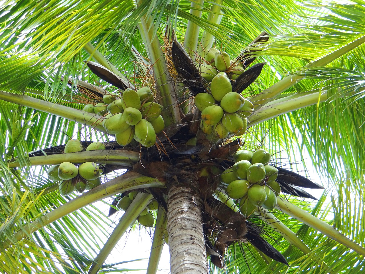 Image - coconut palm dharwad india