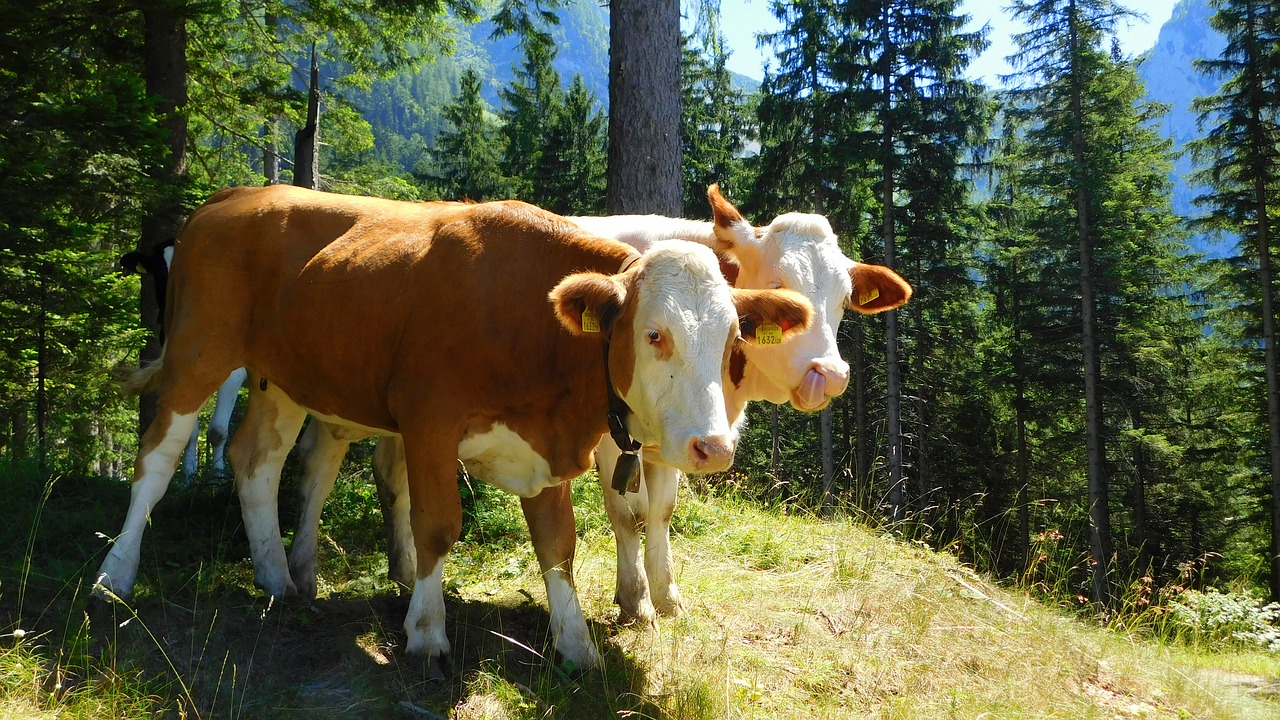 Image - cows animal farm alpine alps