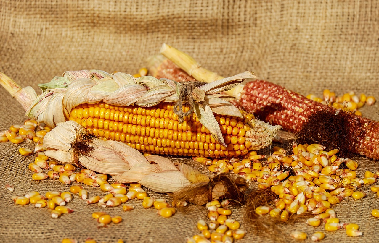 Image - corn piston corn kernels yellow