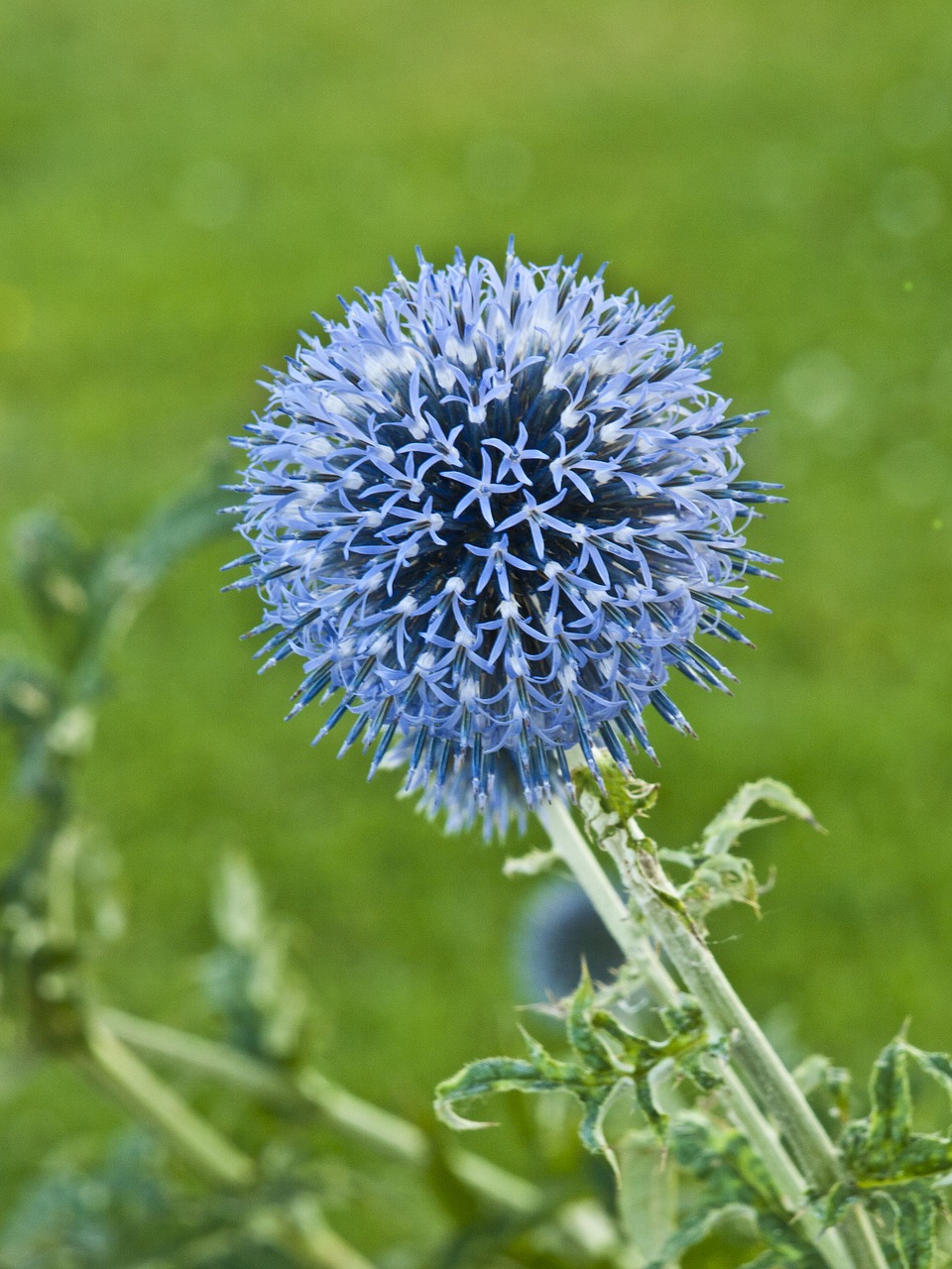 Image - thistle ornamental thistle flower