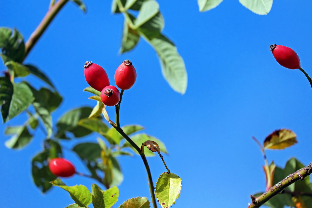 Image - rose hip fruit red bush plant