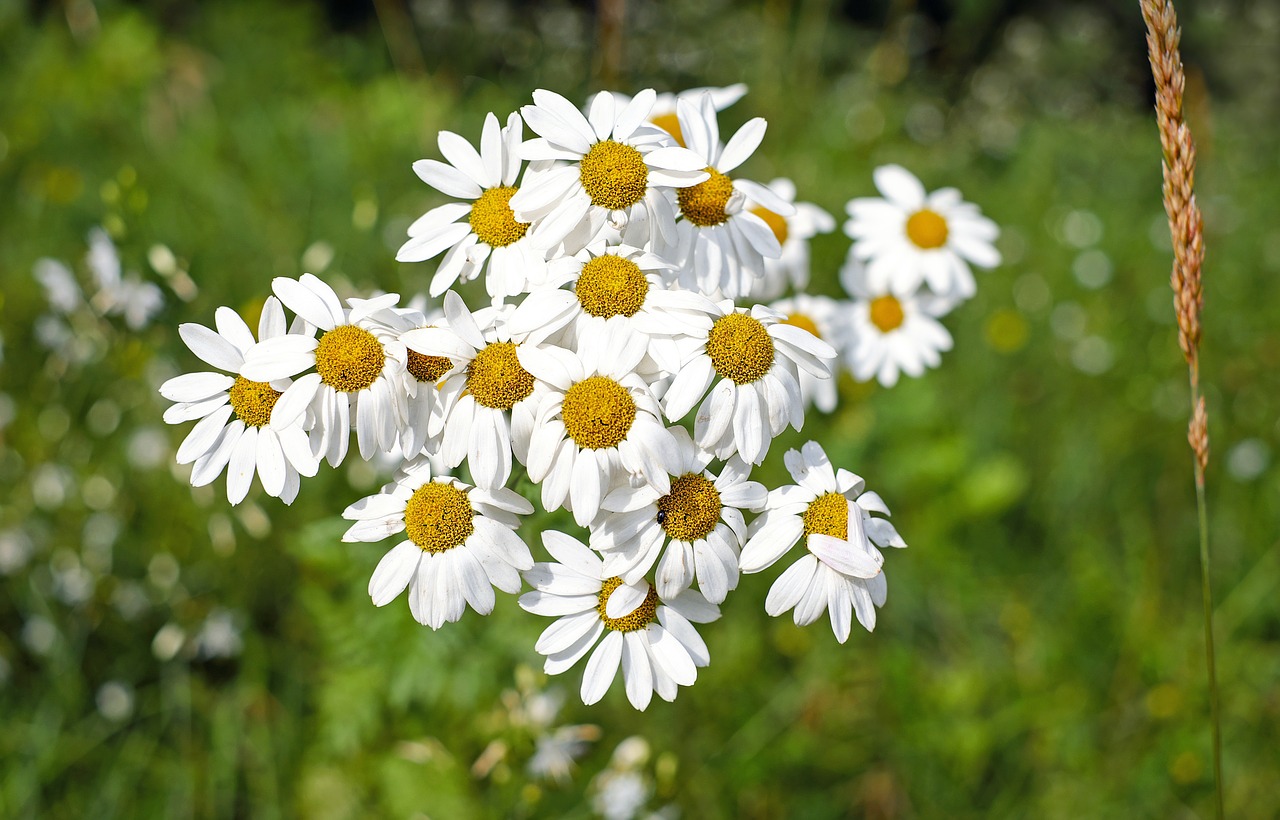 Image - marguerite flower blossom bloom