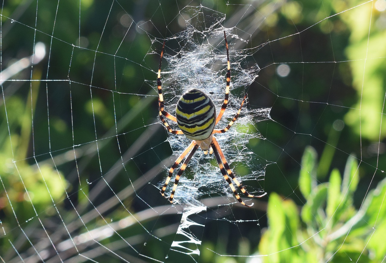 Image - spider darázspók net nature