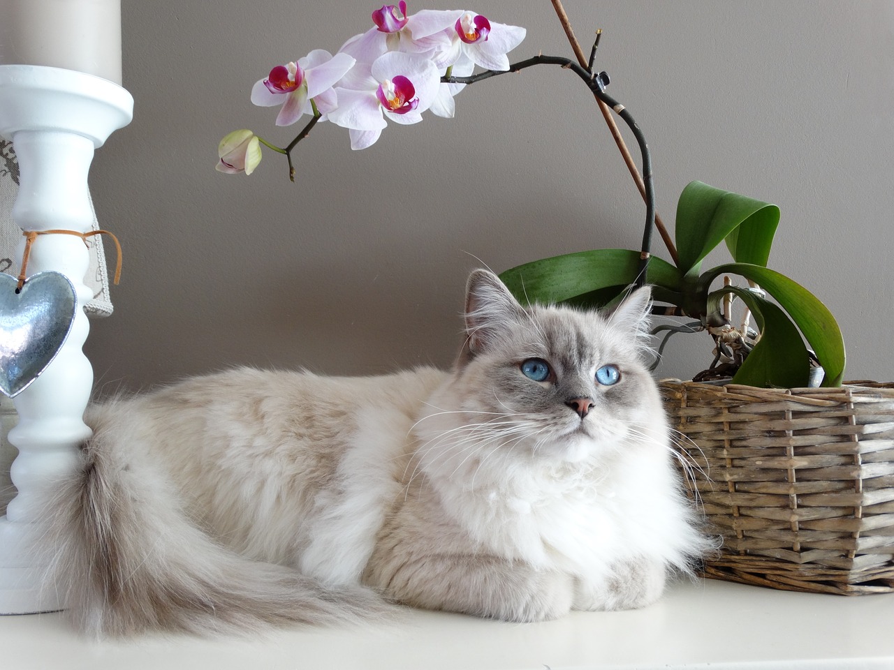 Image - cat remote access ragdoll pet blue