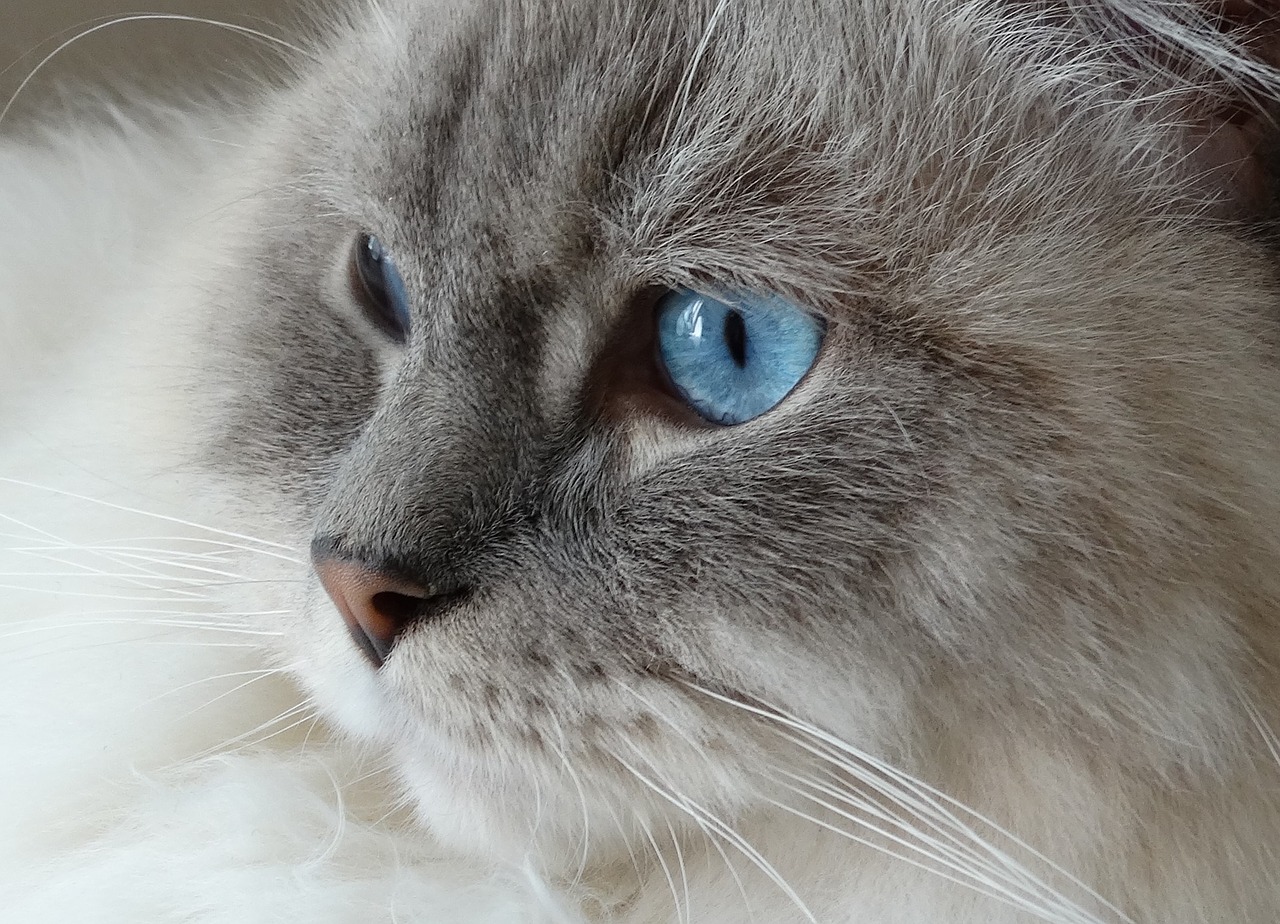 Image - cat remote access ragdoll blue