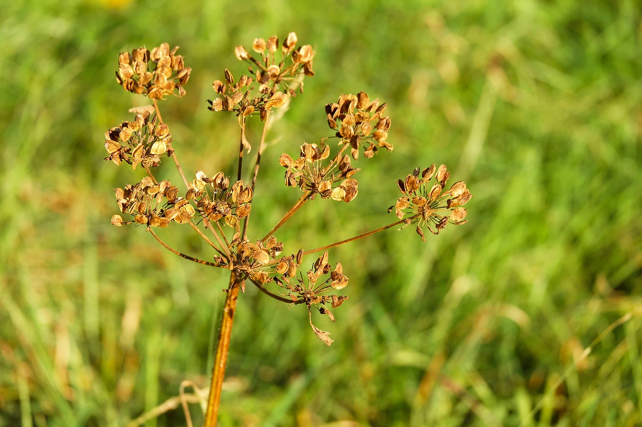 Image - hogweed plant seeds meadow