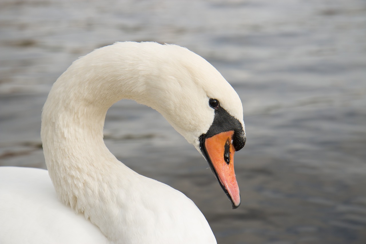 Image - swan animal white beak beach