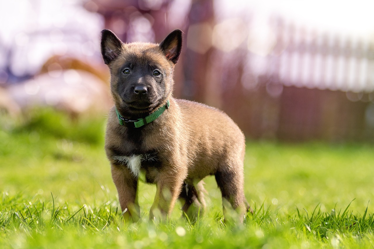 Image - puppy sweet cute dog young animal