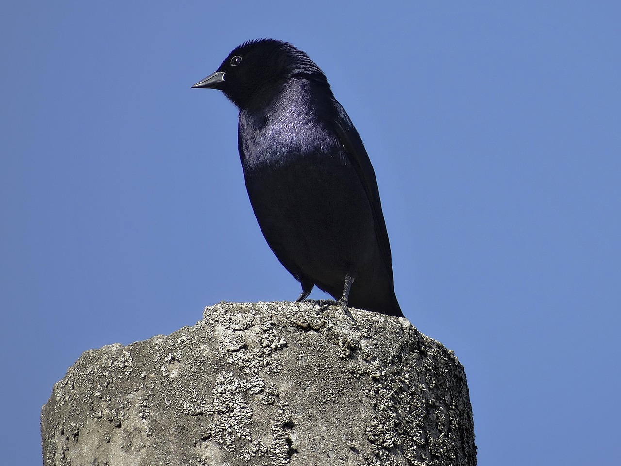 Image - black bird grackle chopi blackbird