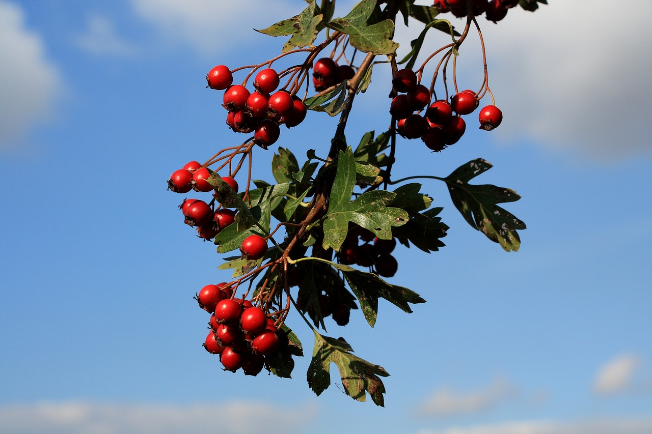 Image - hawthorn berries red berry red