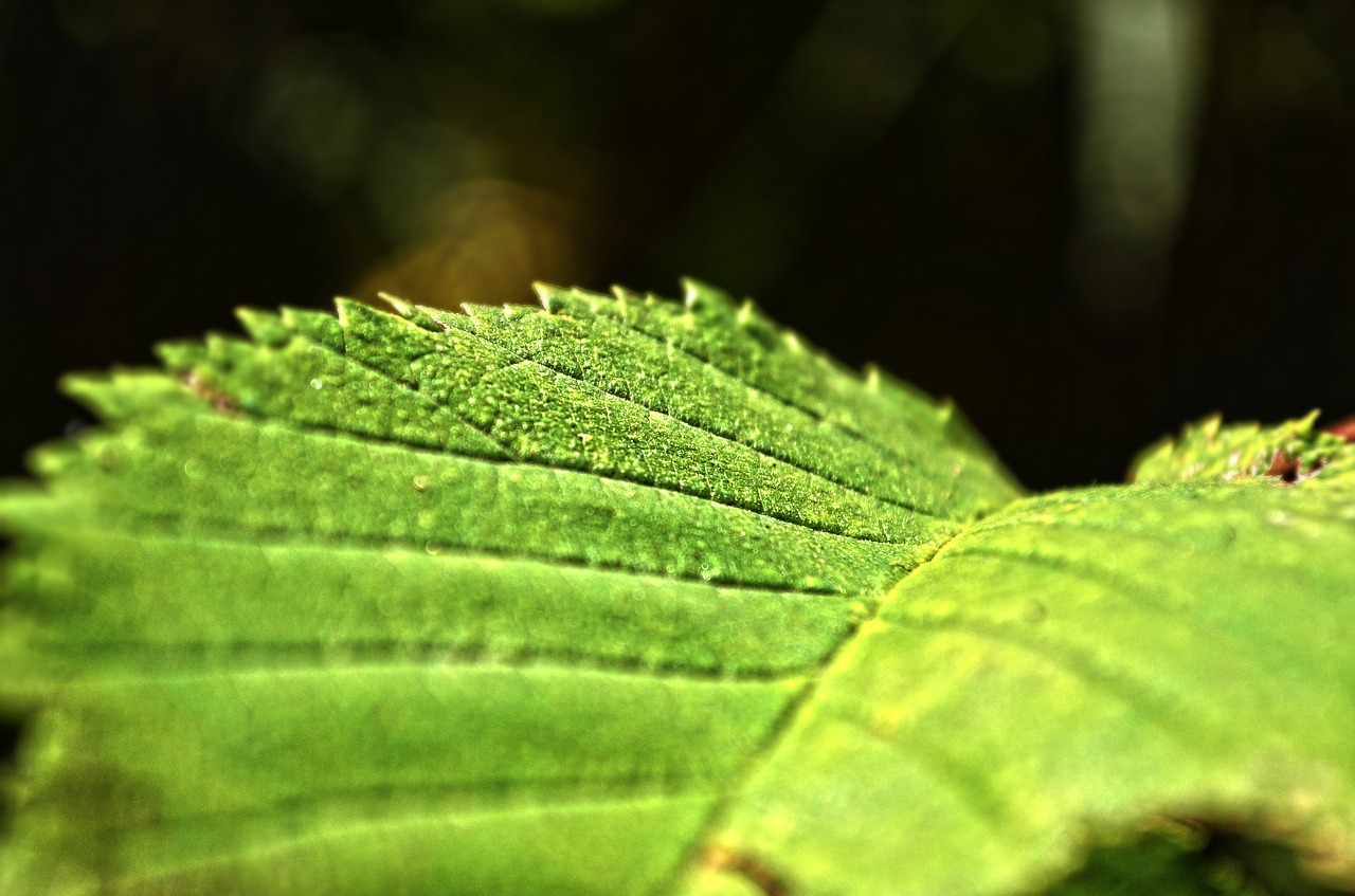 Image - nature autumn sheet green macro