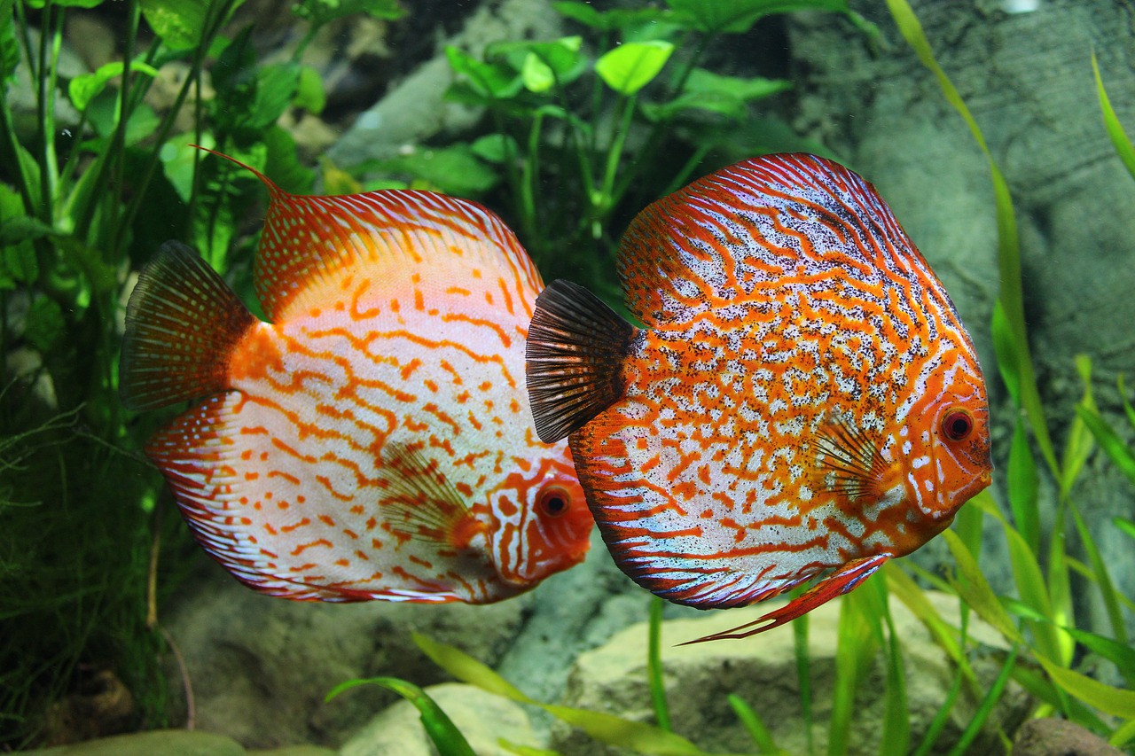 Image - fish discus aquarium