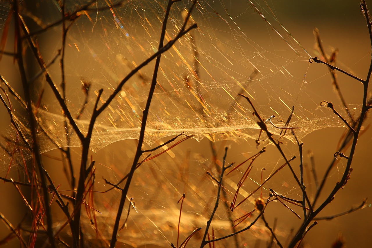 Image - cobweb aesthetic nature sunlight