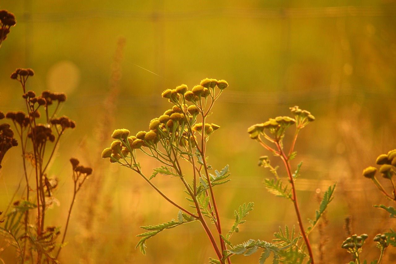 Image - tansy plant flower moneywort