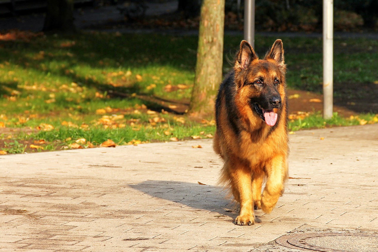 Image - dog schäfer dog animal