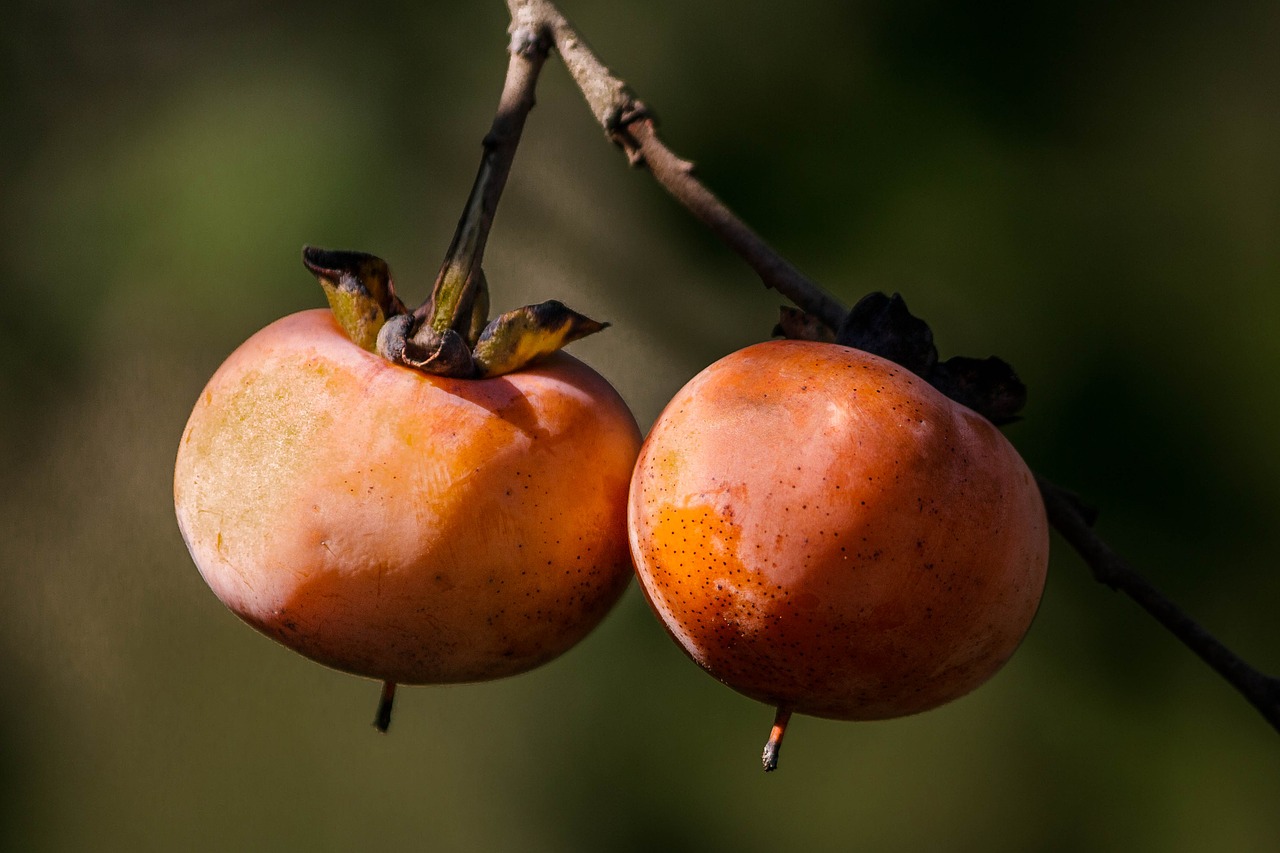 Image - wild persimmon fall fruit