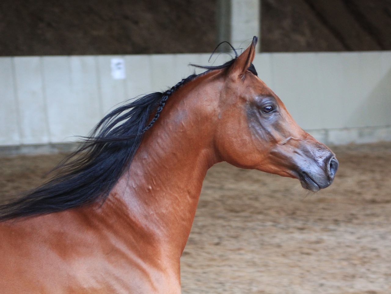 Image - arabs horse stallion