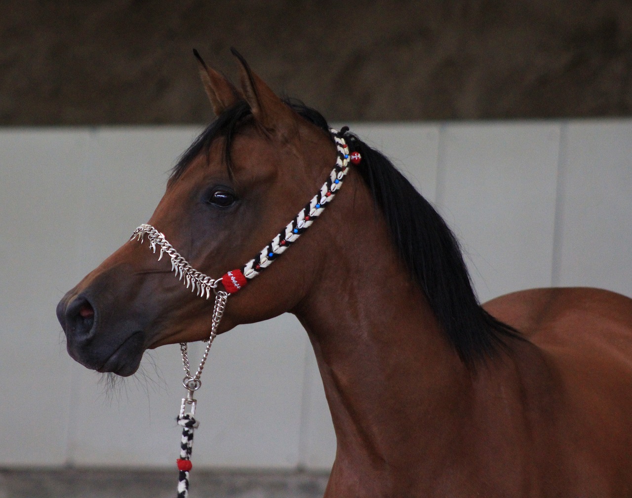 Image - arabs horse thoroughbred arabian
