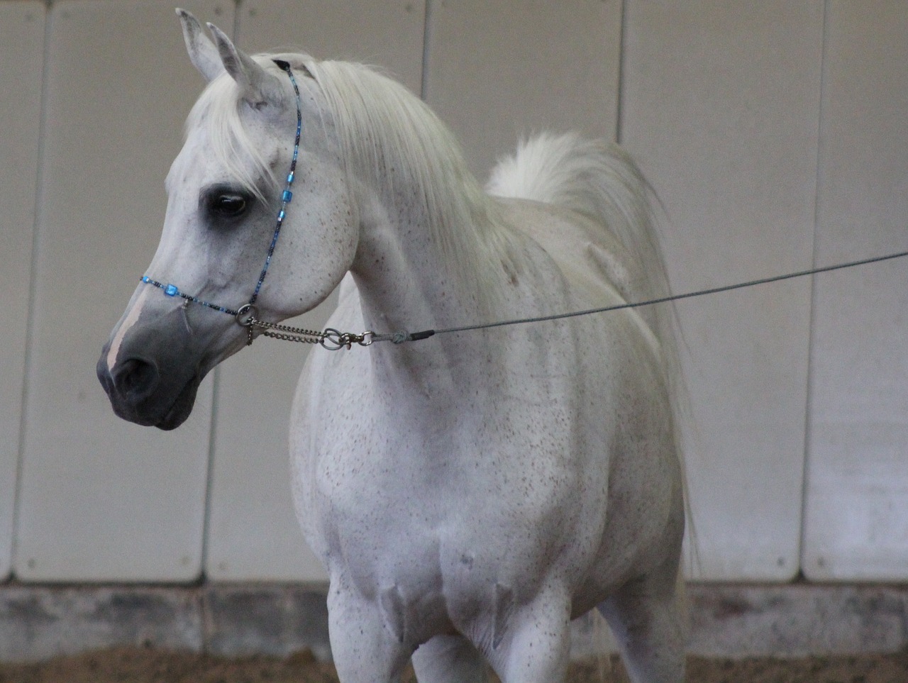 Image - arabs horse thoroughbred arabian