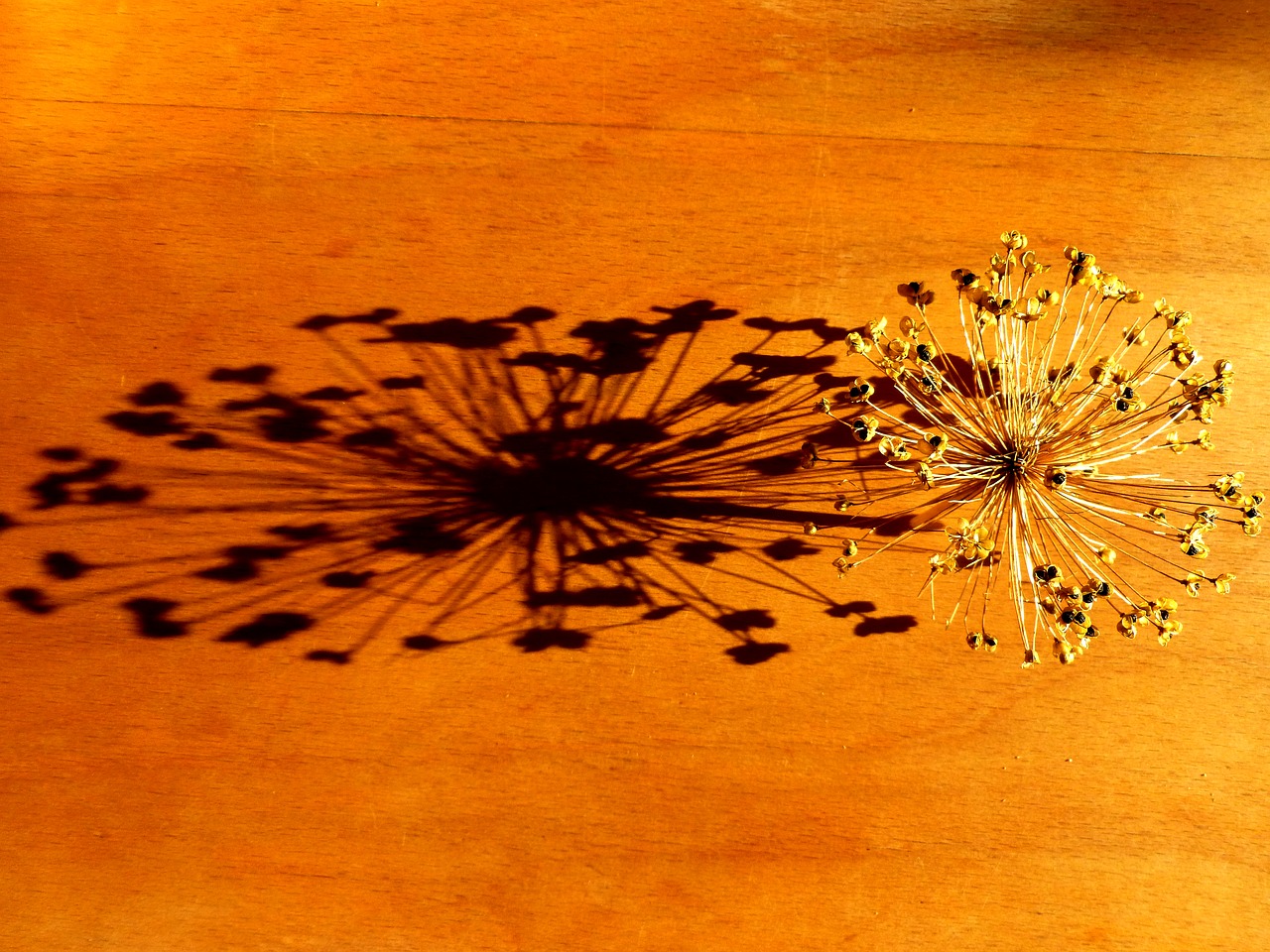 Image - dry flower chives blossom shadow