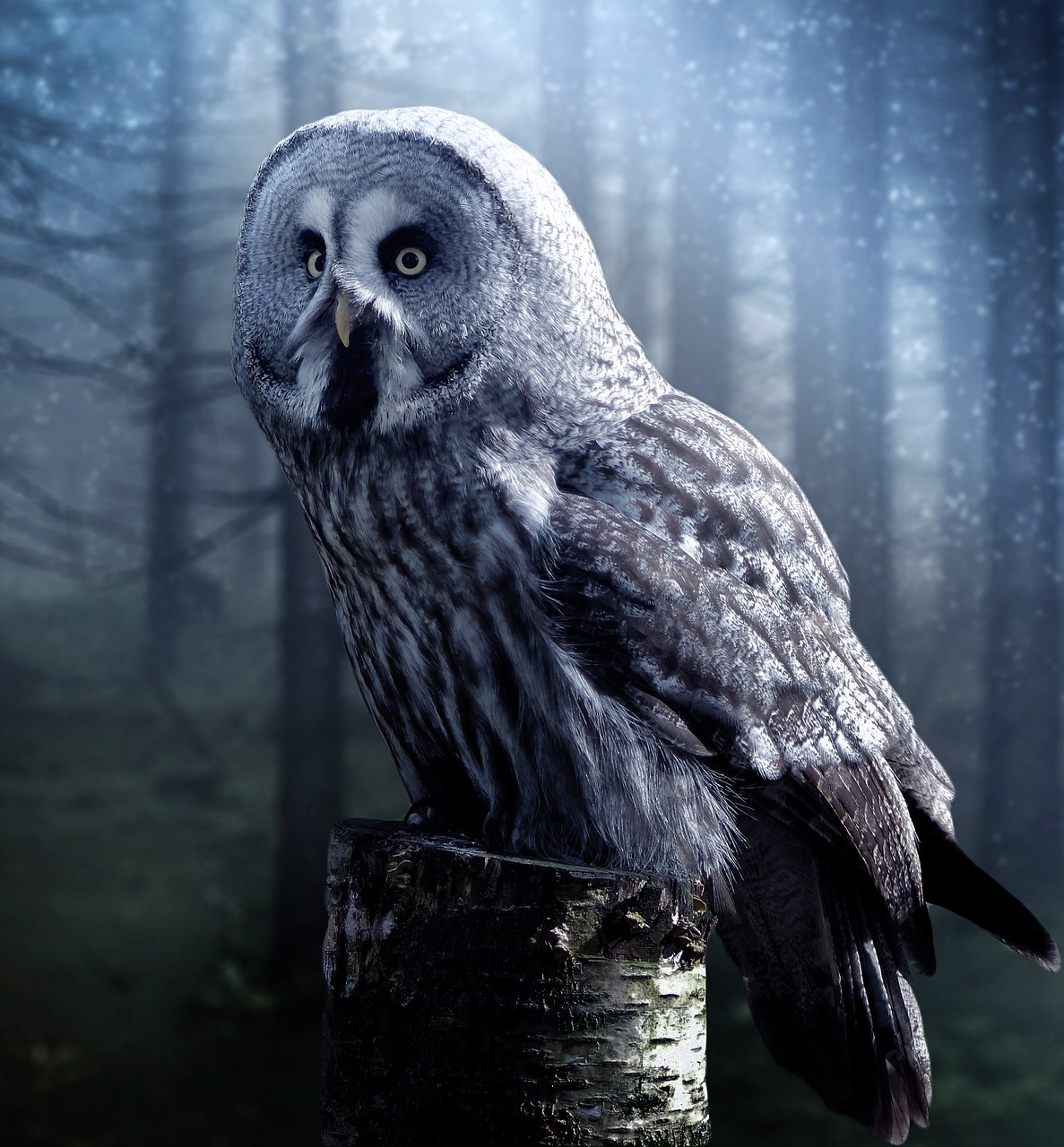 Image - owl fantasy beautiful wood forest