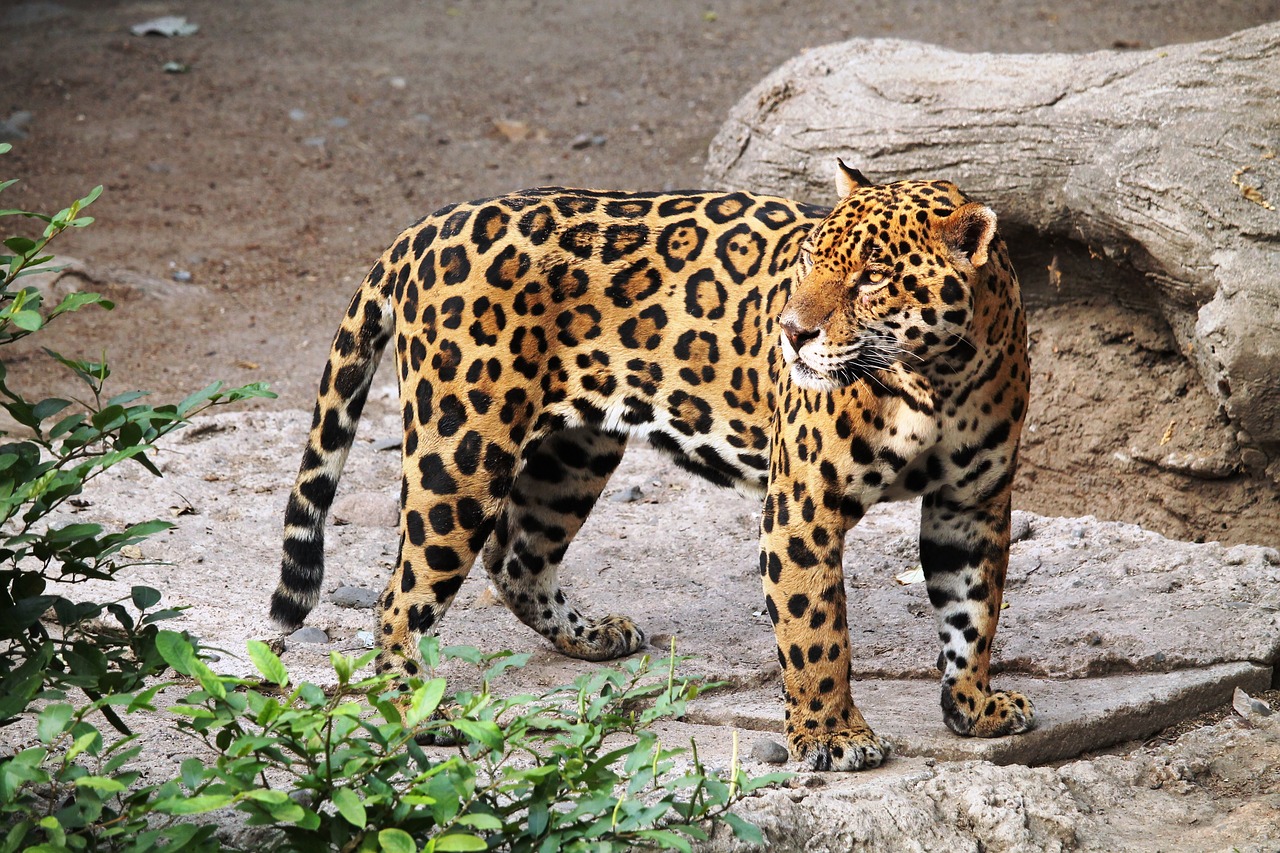 Image - jaguar animal zoo nature feline