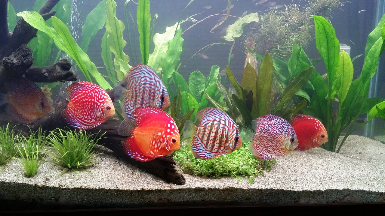 Image - schooling discus fish school