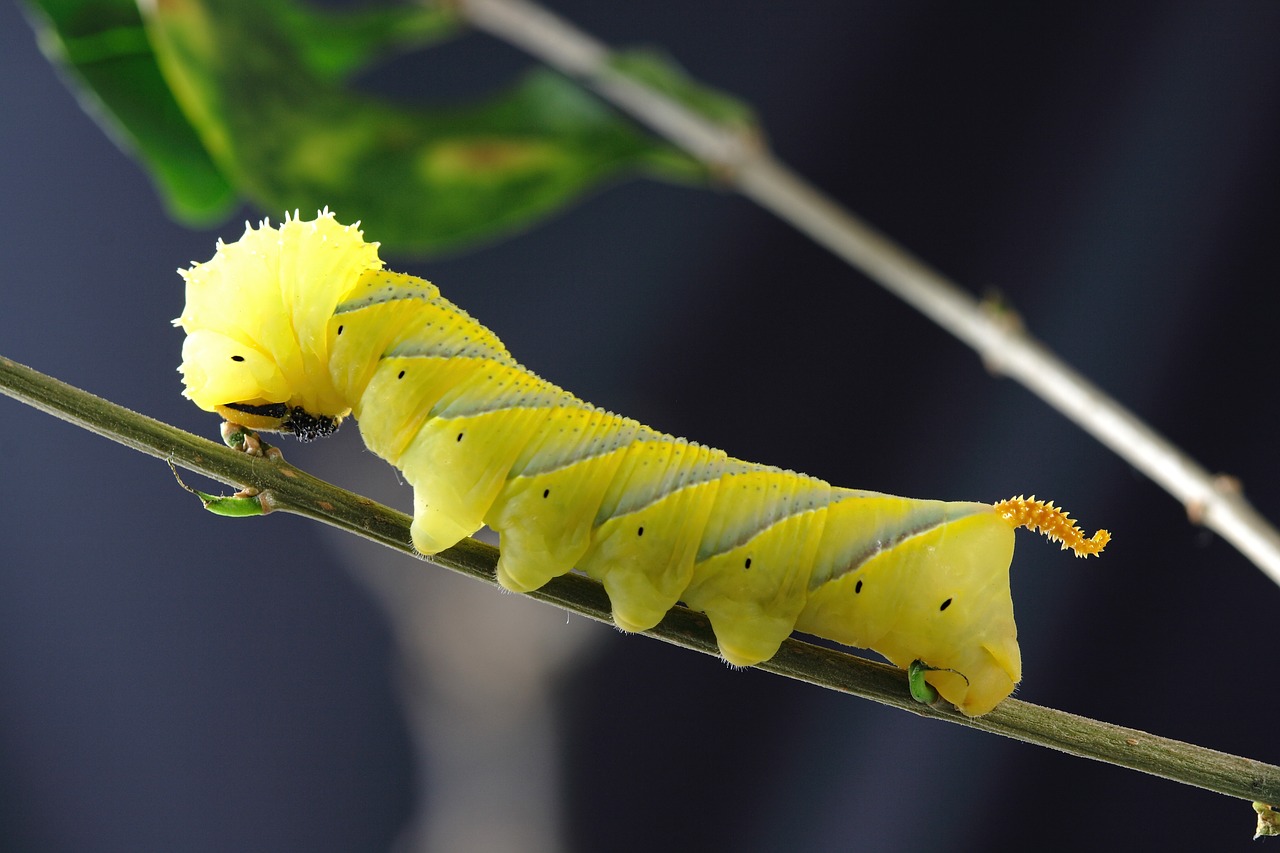 Image - caterpillar larva insect macro