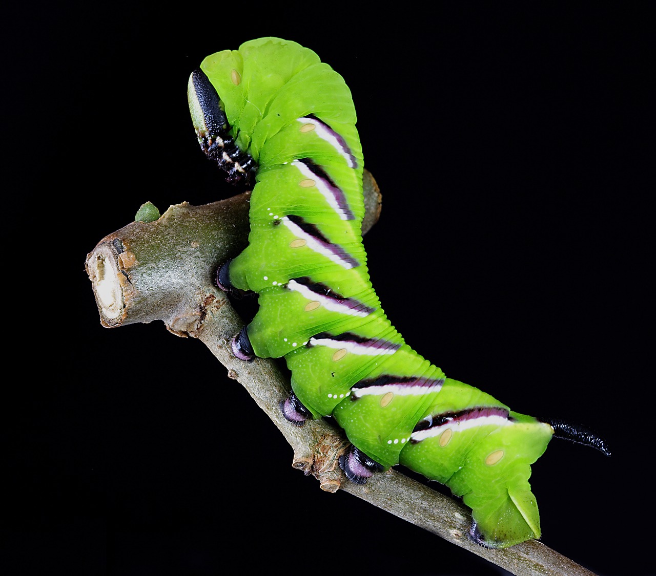 Image - caterpillar larva camouflage