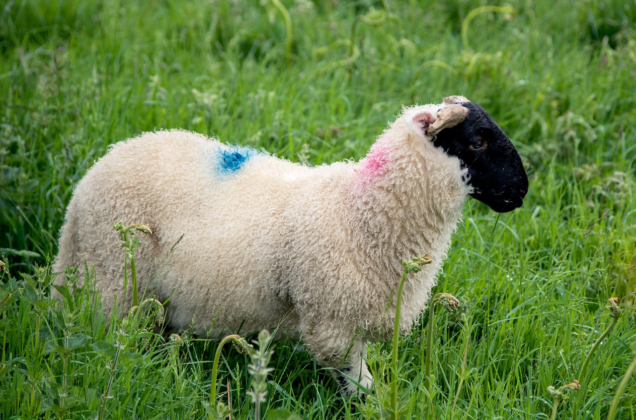 Image - schwarzkopf sheep sheep nature