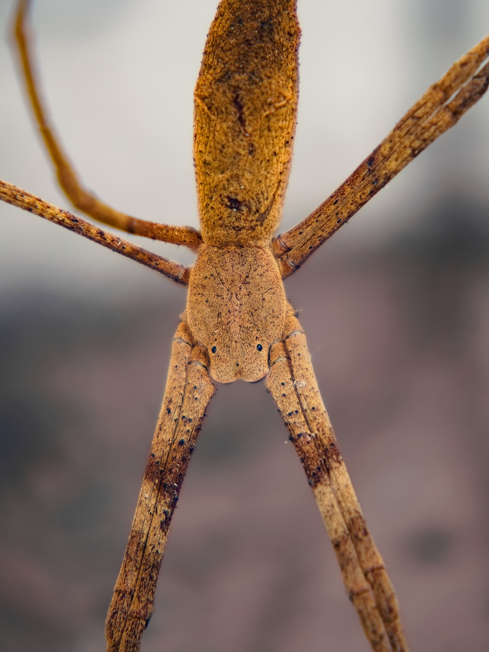 Image - spider stick eyes bug torso legs