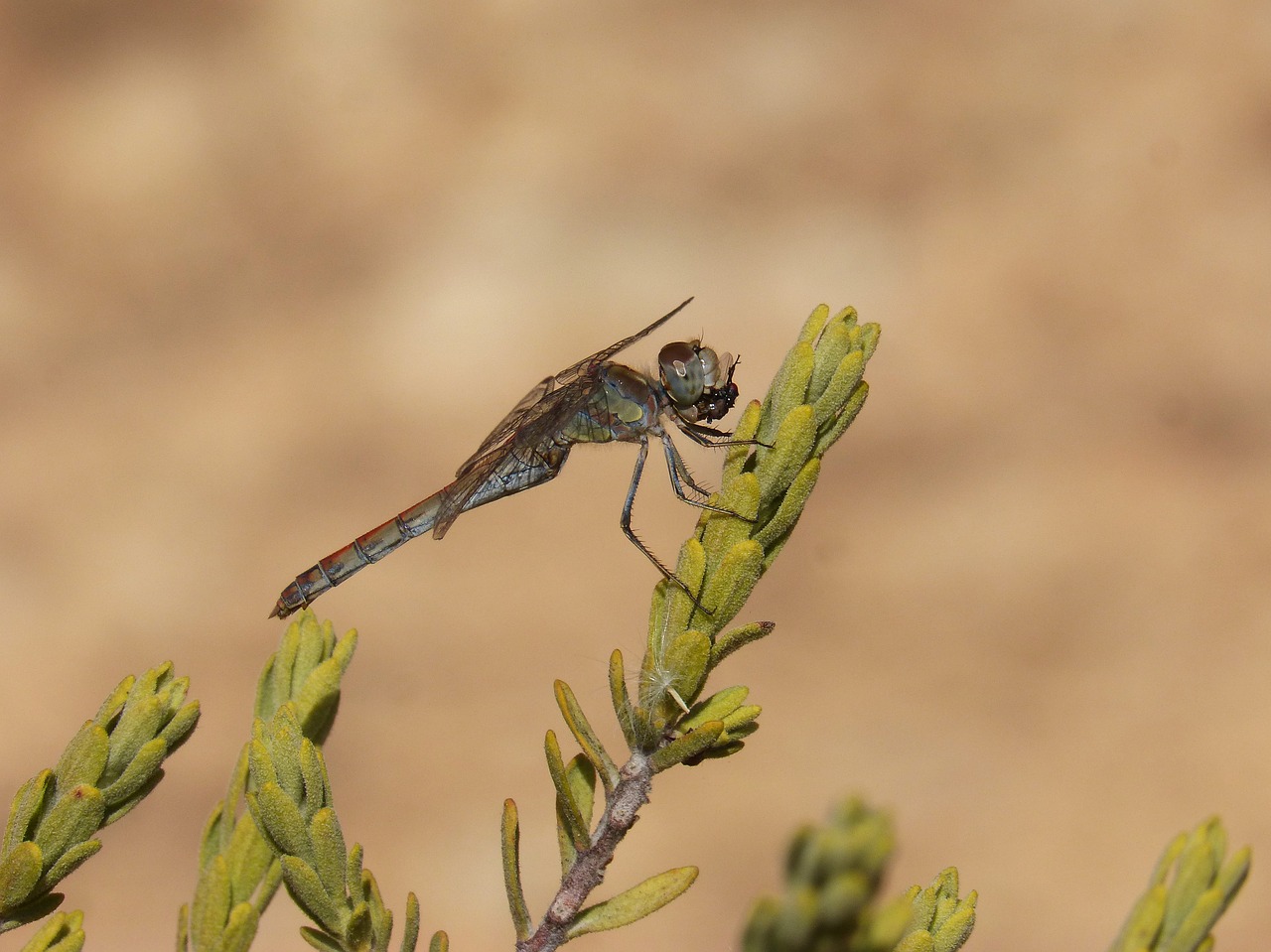 Image - dragonfly sympetrum striolatum