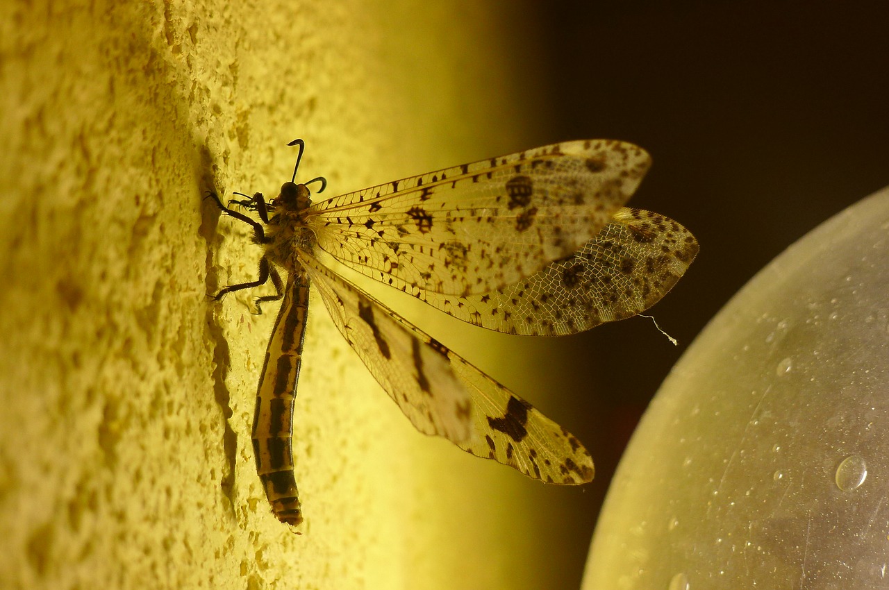 Image - insect evening yellow nature