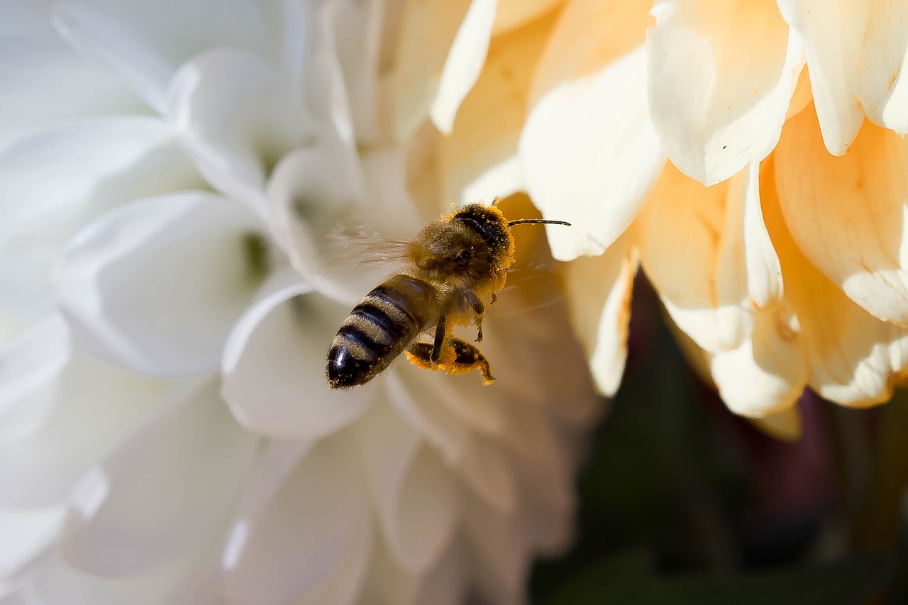 Image - hover fly insect animal fly