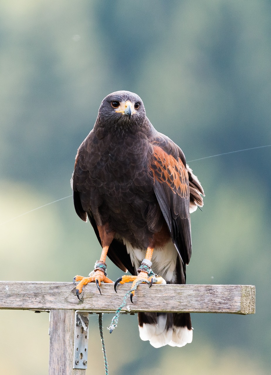 Image - harris hawk raptor falconry