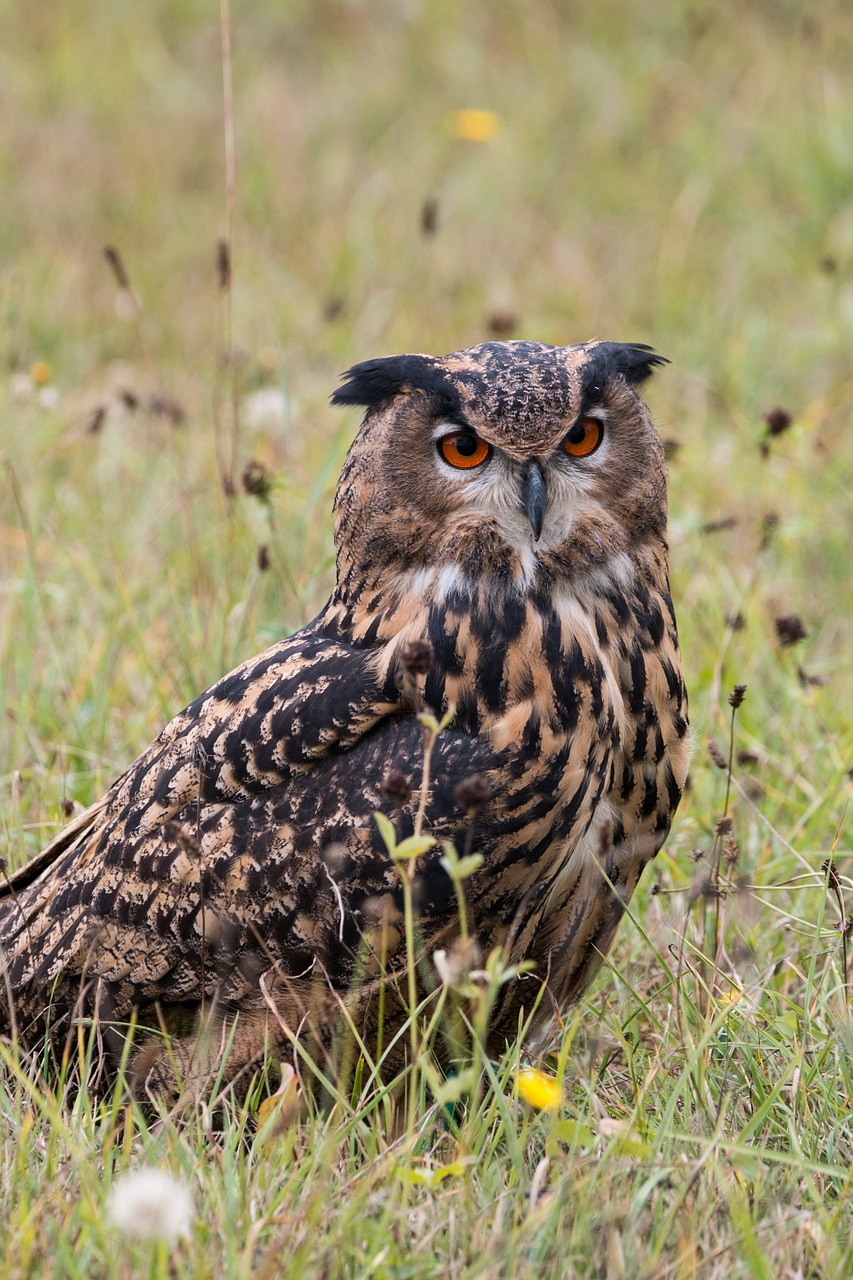 Image - eagle owl bubo bubo owl bird