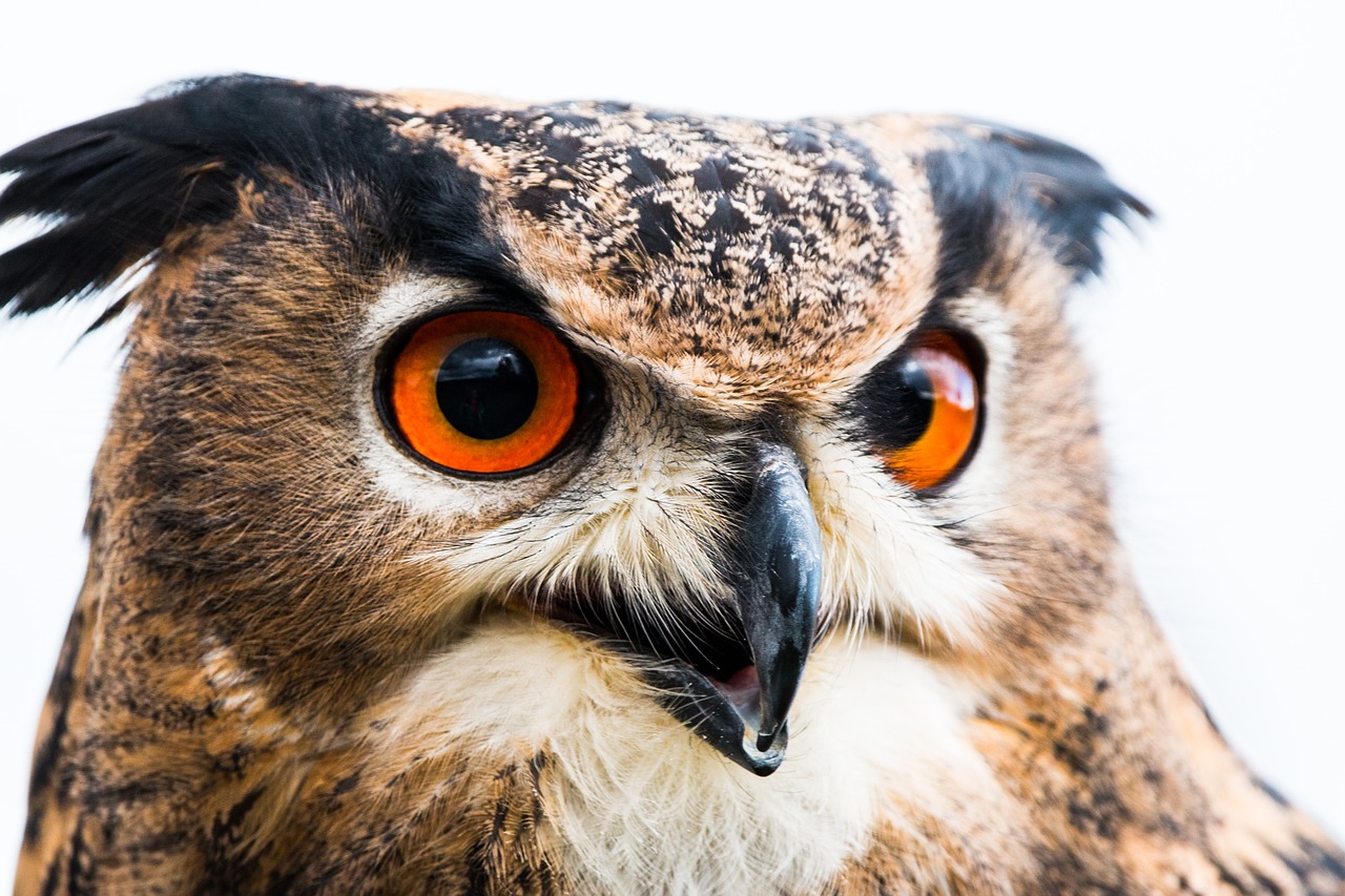 Image - eagle owl bubo bubo owl bird