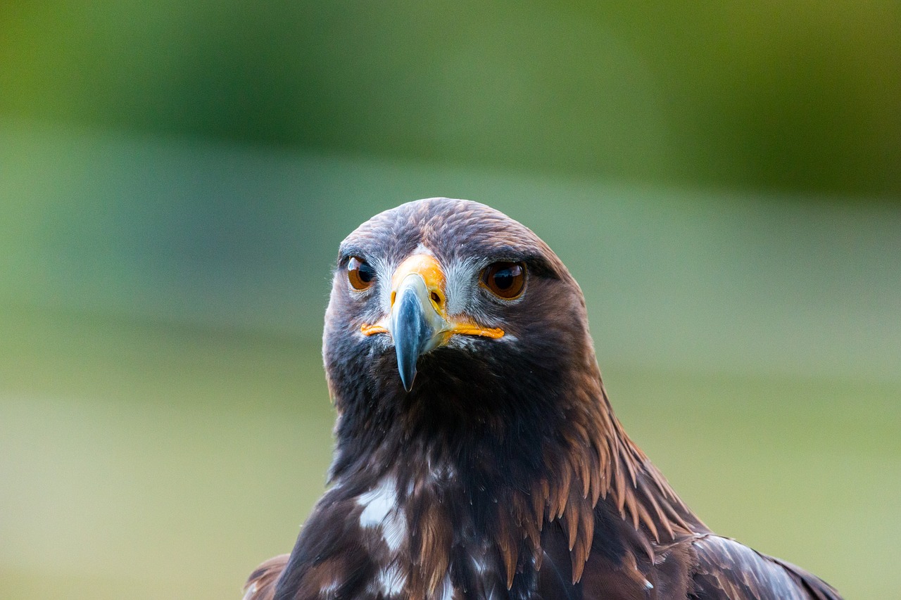 Image - golden eagle adler bird feather