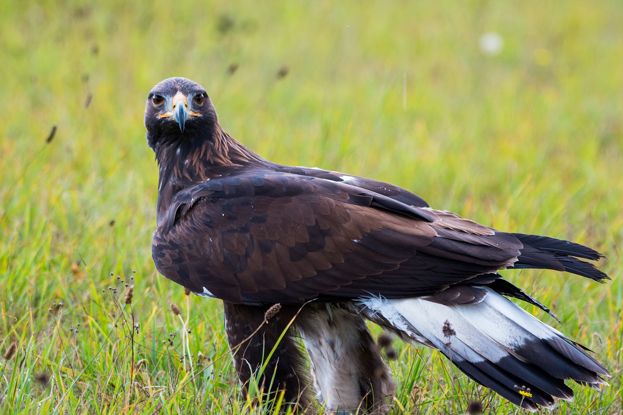 Image - golden eagle adler bird feather