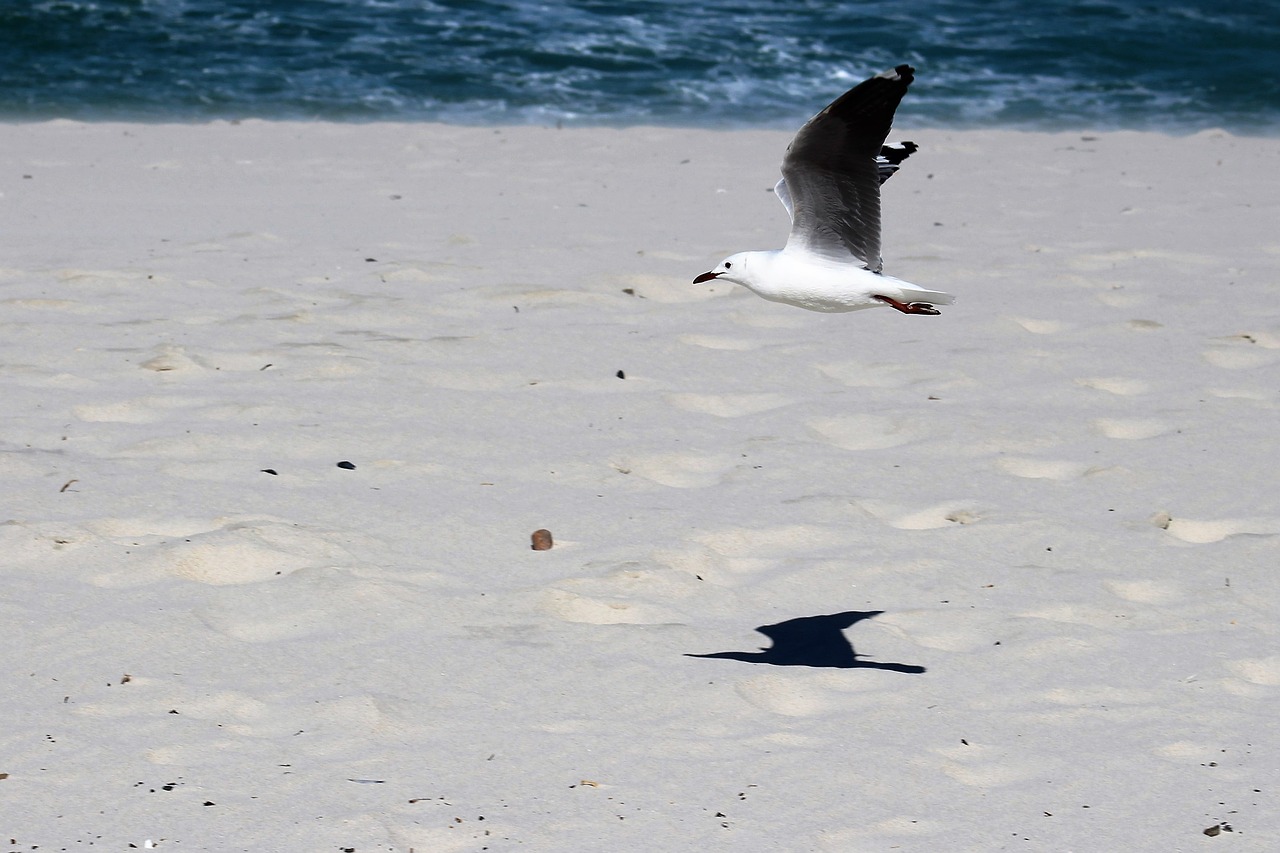 Image - seagulls flight bird soar freedom